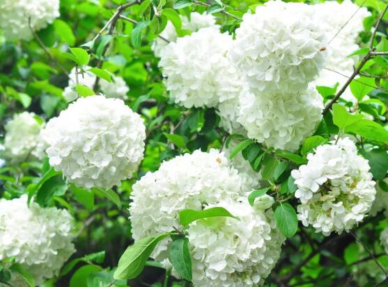 绣球花的花语和寓意,忠贞永恒、浪漫圆满
