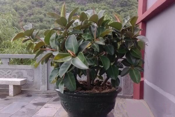 橡皮树寓意是什么,招财旺运、吉祥如意