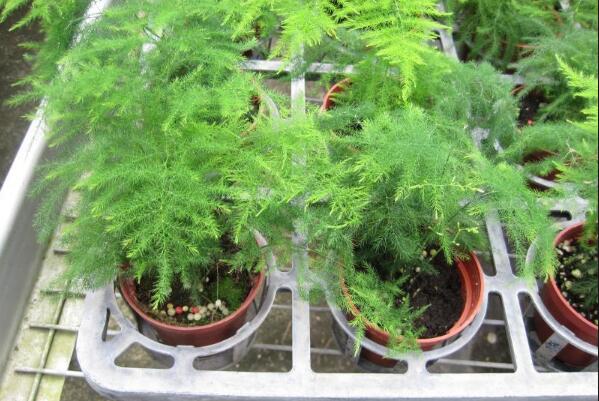 用什么水浇文竹最好,强烈推荐这5种水