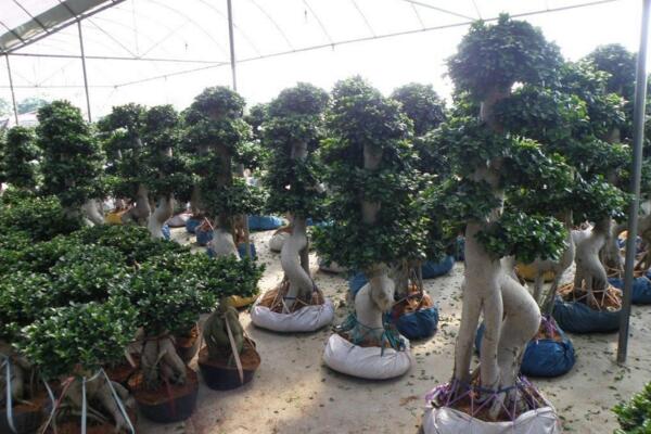 榕树养在家里风水好吗,摆放位置十分重要