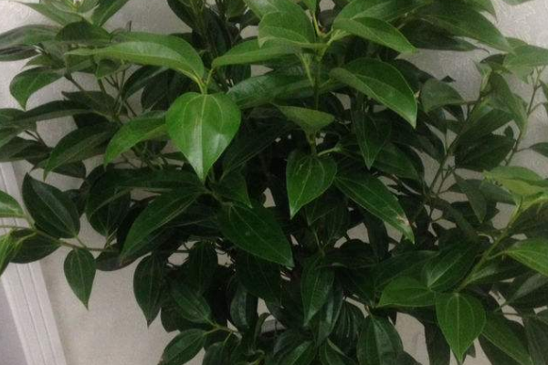 平安树用什么肥料好,枝繁叶茂氮磷钾肥