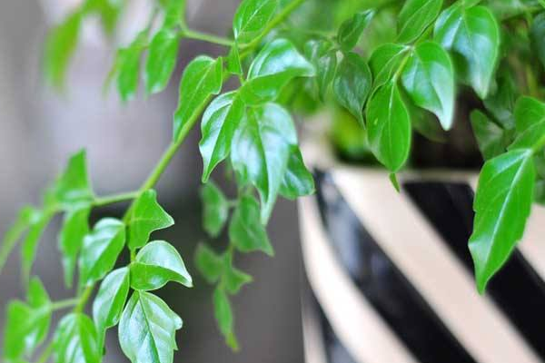 平安树用什么肥料好,枝繁叶茂氮磷钾肥