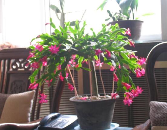 蟹爪兰花期可以浇水吗,教你五点基本步骤便可花开茂盛