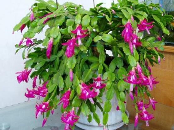 蟹爪兰花期可以浇水吗,教你五点基本步骤便可花开茂盛