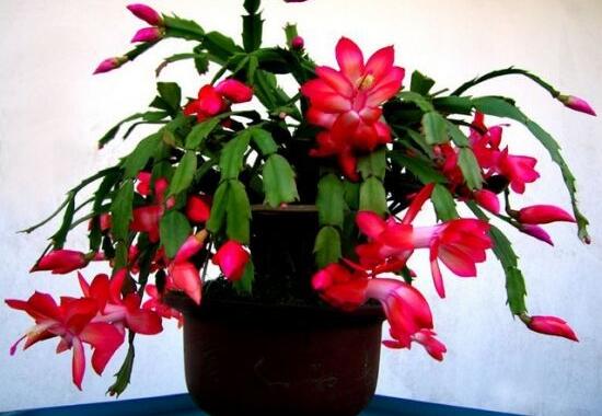 蟹爪兰花期可以浇水吗,教你五点基本步骤便可花开茂盛