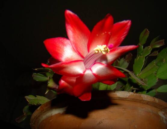 蟹爪兰花期可以浇水吗,教你五点基本步骤便可花开茂盛