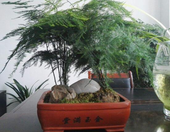 文竹花语,代表着永恒、朋友纯洁的心、永远不变