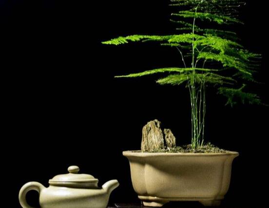 文竹花语,代表着永恒、朋友纯洁的心、永远不变