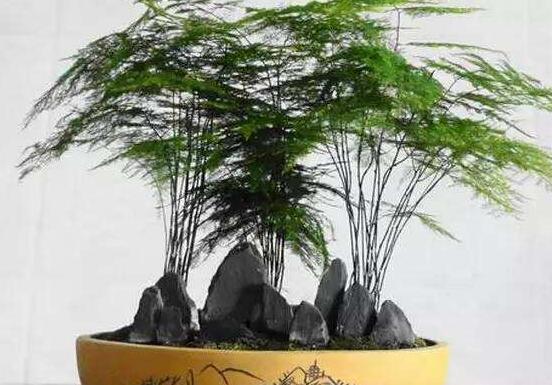 文竹花语,代表着永恒、朋友纯洁的心、永远不变