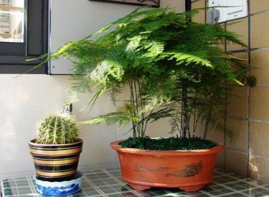 文竹花语,代表着永恒、朋友纯洁的心、永远不变