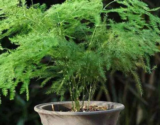 文竹花语,代表着永恒、朋友纯洁的心、永远不变