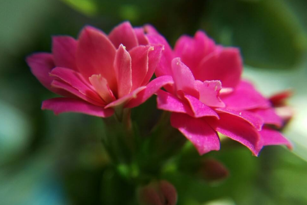 长寿花花茎发黑怎么办，可能是得了黑腐病