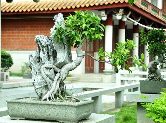 榕树繁殖方法大全,教你四大繁殖方法(扦插/压条/播种/嫁接)