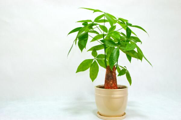 养发财树注意事项,做好这五点即可枝繁叶茂