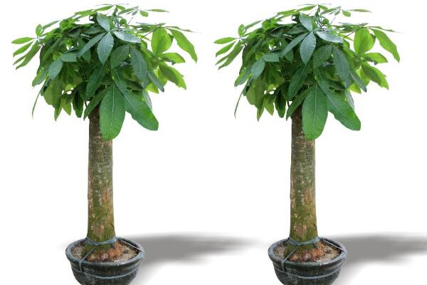 养发财树注意事项,做好这五点即可枝繁叶茂