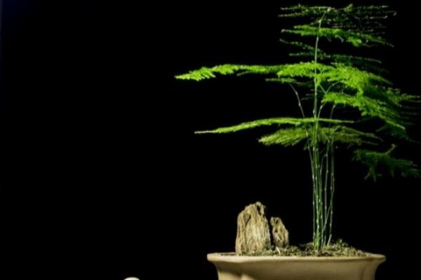 文竹用什么水比较好,强烈建议浇木炭水(有吸附杂质污渍功能)