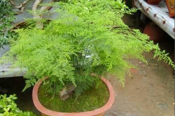 文竹用什么水比较好,强烈建议浇木炭水(有吸附杂质污渍功能)