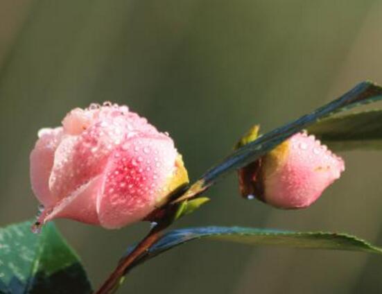 山茶花几月开，十月始花、翌年5月份终花