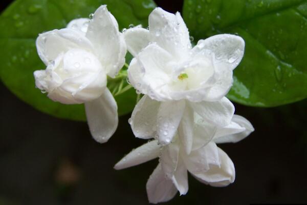 刚栽的茉莉花怎么养,必须要掌握的4个方法