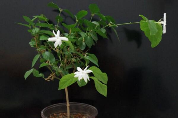 刚栽的茉莉花怎么养,必须要掌握的4个方法