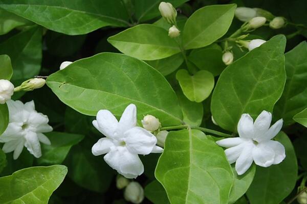 刚栽的茉莉花怎么养,必须要掌握的4个方法
