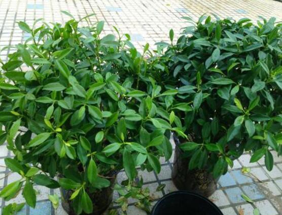 平安树的花语,祈求平安、阖家幸福、万事如意