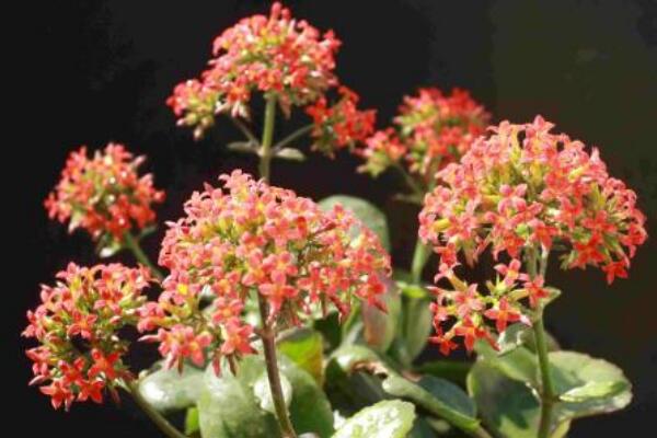 长寿花多久浇一次水,不同季节不同浇法(见干见湿)