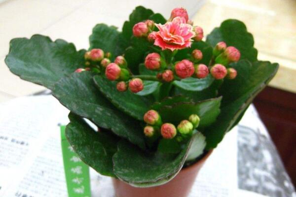 长寿花多久浇一次水,不同季节不同浇法(见干见湿)