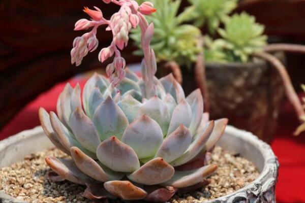 长寿花多久浇一次水,不同季节不同浇法(见干见湿)