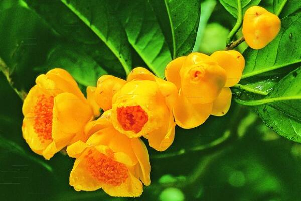 茶花怎么浇水,四季的浇水各不相同