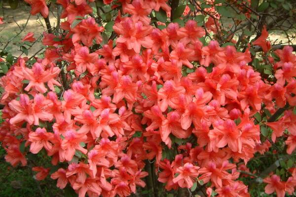 杜鹃花花期养护,需要注意的5个方面