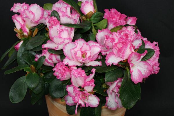 杜鹃花花期养护,需要注意的5个方面