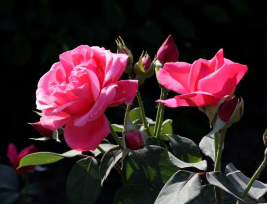 月季花种子怎么种,教你四种方法存活率百分百