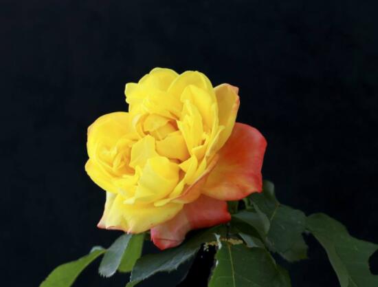 月季花种子怎么种,教你四种方法存活率百分百