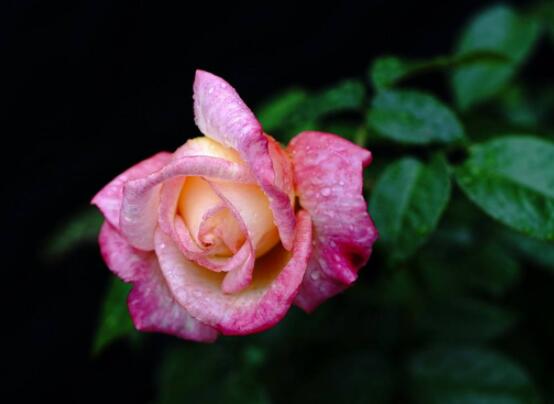月季花种子怎么种,教你四种方法存活率百分百