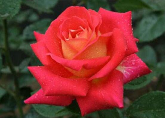 月季花种子怎么种,教你四种方法存活率百分百