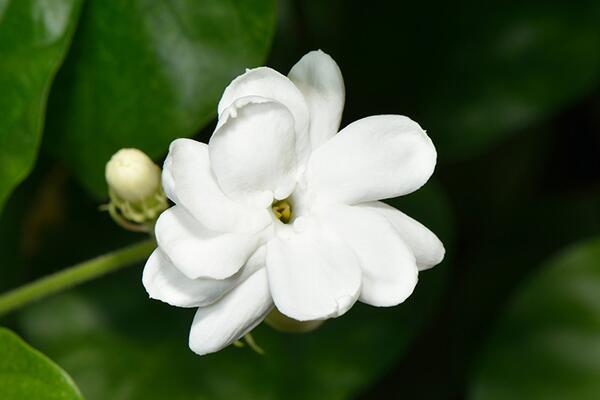 茉莉花茶的好处,四大功效以及作用