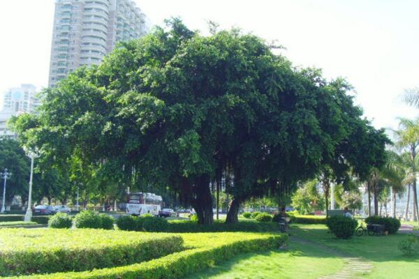 关于榕树的介绍,基本信息以及主要价值介绍