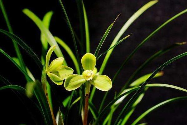 兰花花苞发黑脱落怎么办，多是施肥量大、浇水过多