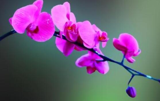 蝴蝶兰花期过后怎么养,教你六种好方法来年花开爆盆