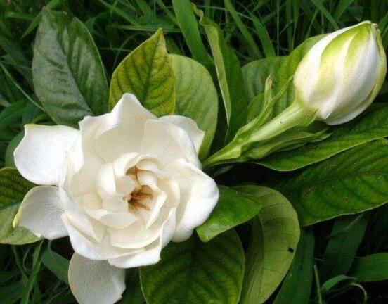 枙子花的花语是什么,代表着坚强、永恒的爱、一生的守候