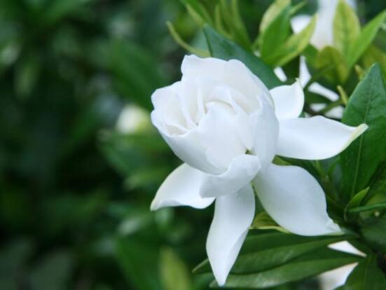 枙子花的花语是什么,代表着坚强、永恒的爱、一生的守候