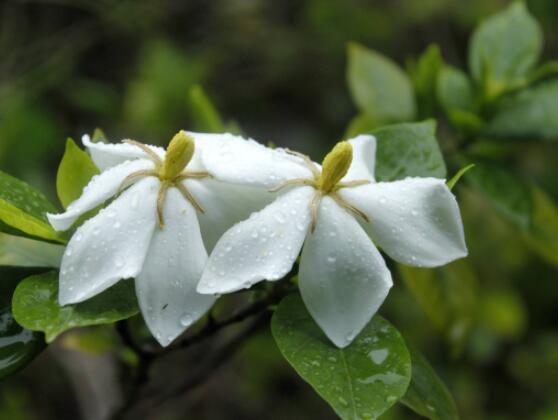 枙子花的花语是什么,代表着坚强、永恒的爱、一生的守候