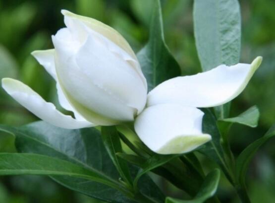 枙子花的花语是什么,代表着坚强、永恒的爱、一生的守候
