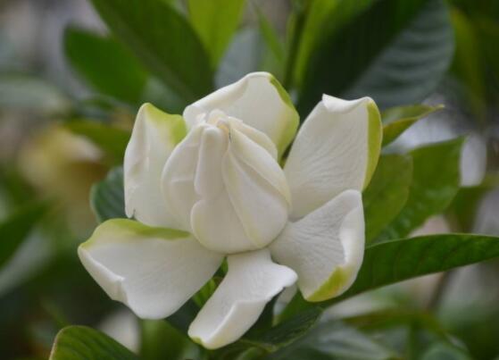 枙子花的花语是什么,代表着坚强、永恒的爱、一生的守候