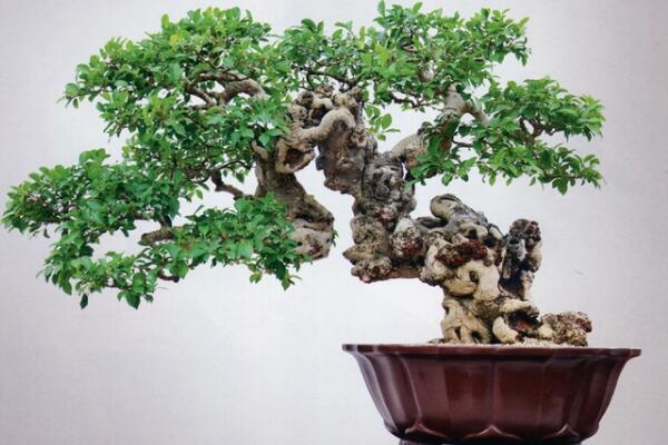榕树盆景有什么作用,观赏、药用以及风水三个方面
