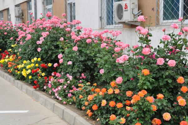 月季花的花期怎么护理,花期养护的4大要点