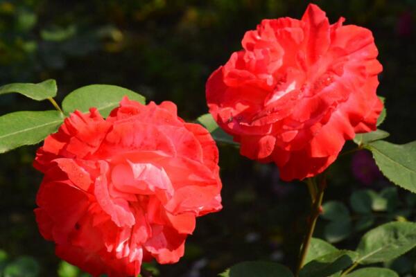 月季花的花期怎么护理,花期养护的4大要点