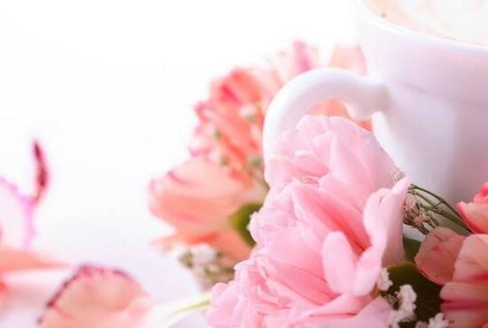康乃馨的花语是什么，代表着母亲我爱你、魅力、尊敬之情