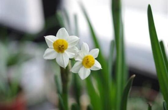 水仙花水培养殖方法，教你三种简单可行的方法